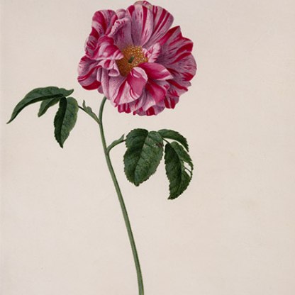 Rosa Gallica by Pieter Withoos
